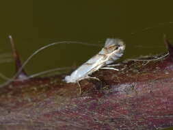 Phyllonorycter tenerella (de Joannis 1915)的圖片