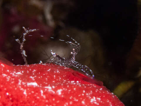 Image of Spotted cleaner shrimp