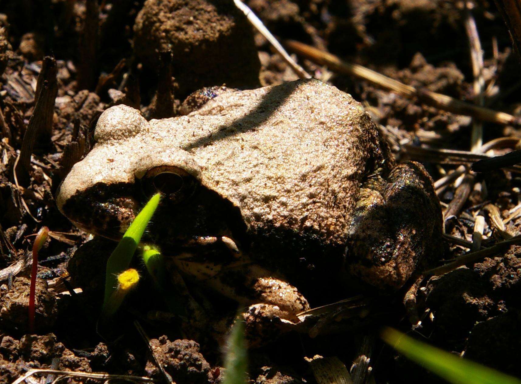 Image of Natal Sand Frog