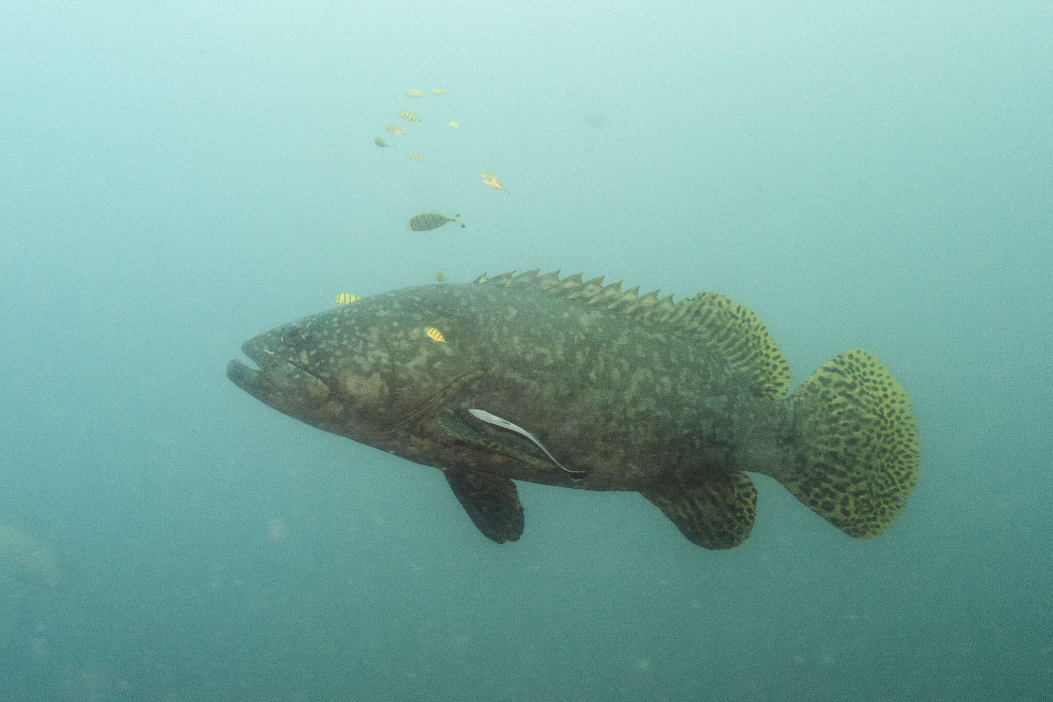 Image of Brindle Bass