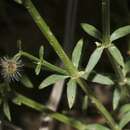 Image of Colorado bedstraw