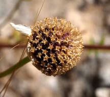 Image of Anthemis hebronica Boiss. & Kotschy