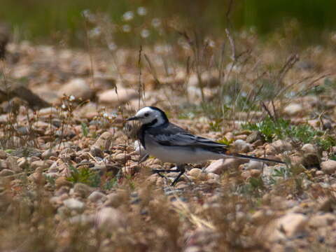 Image of Motacilla alba baicalensis Swinhoe 1871