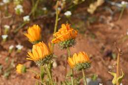 Image of Double Namaqua marigold