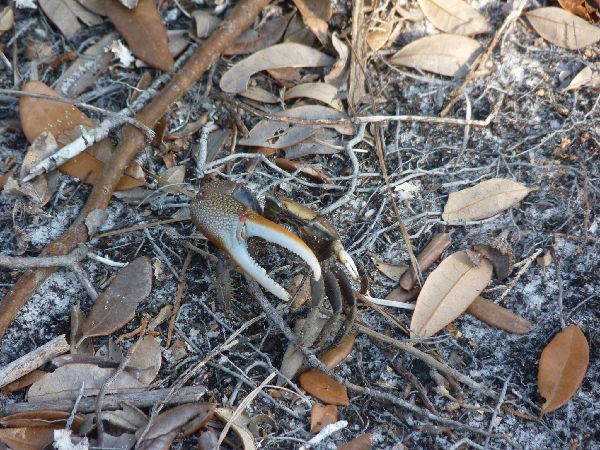 Image of red-joint fiddler