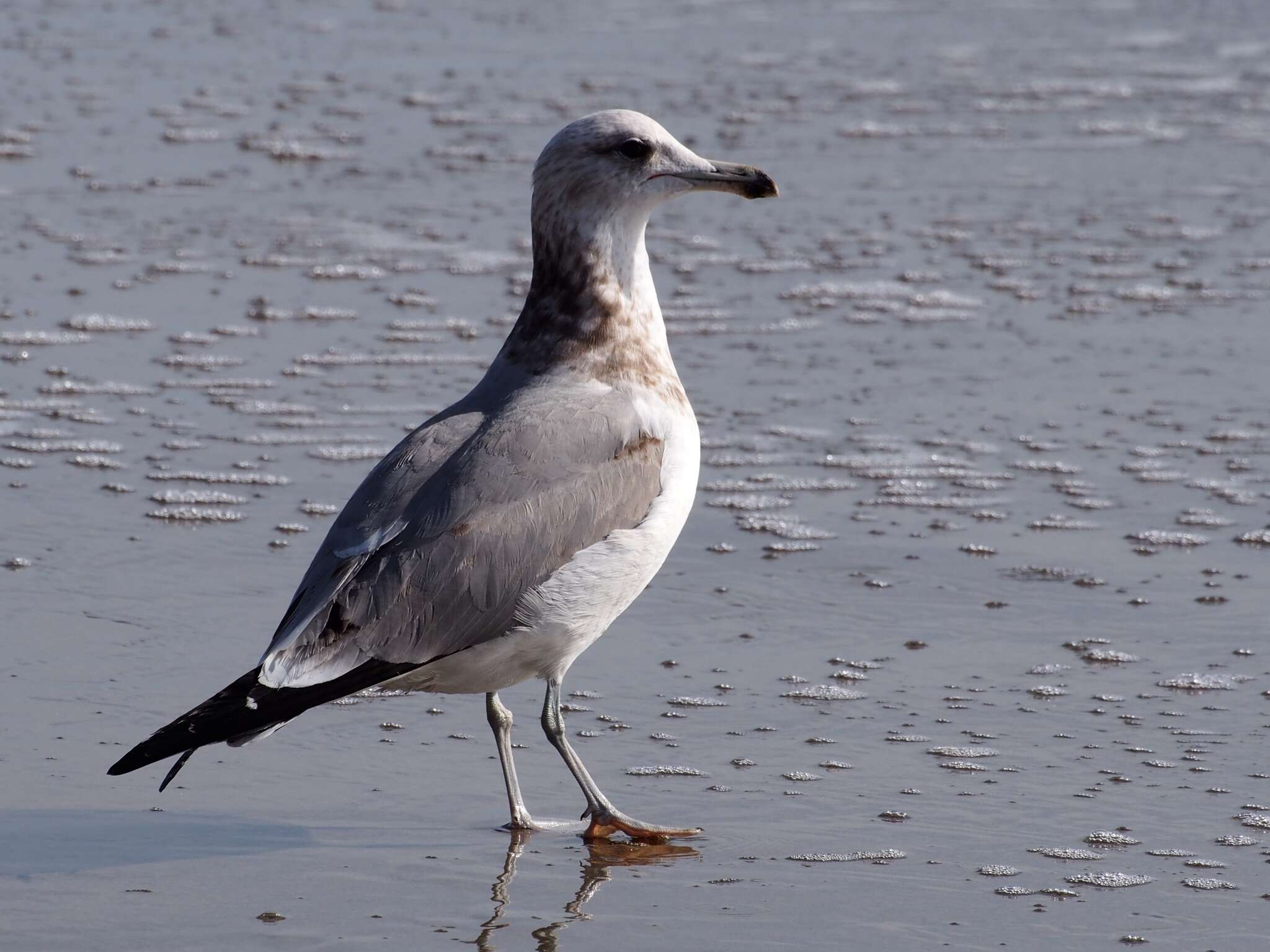 Larus californicus Lawrence 1854 resmi