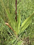 Imagem de Watsonia latifolia N. E. Br. ex Oberm.