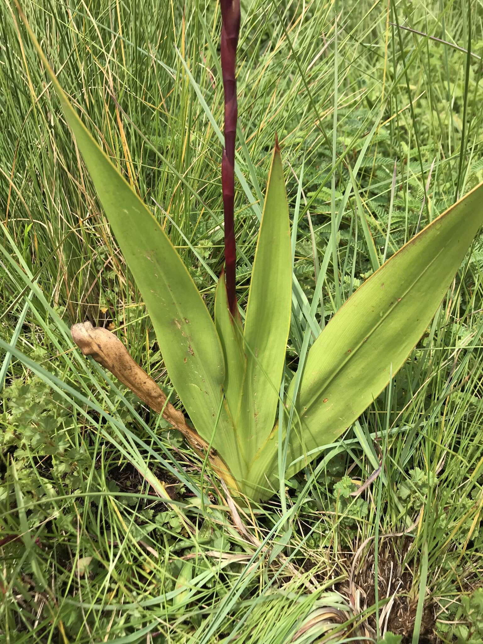 Imagem de Watsonia latifolia N. E. Br. ex Oberm.