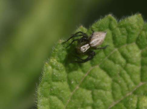 Image of Oxyopes lineatus Latreille 1806