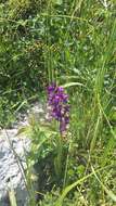 Anacamptis morio subsp. caucasica (K. Koch) H. Kretzschmar, Eccarius & H. Dietr. resmi