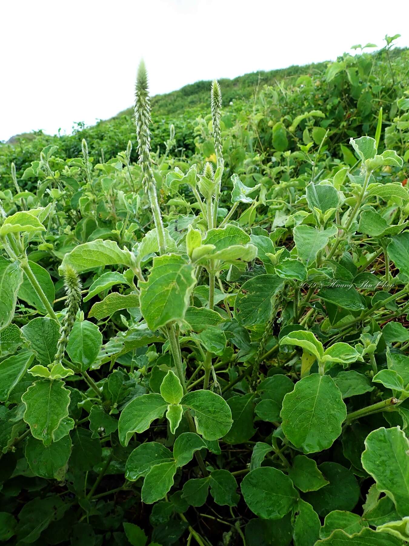 Слика од Achyranthes aspera var. indica L.