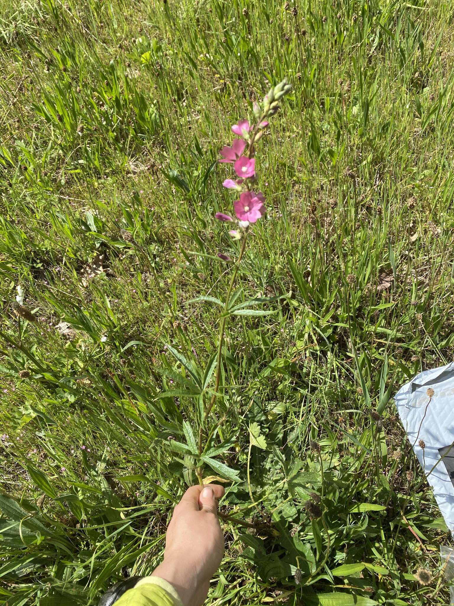 Image of dwarf checkerbloom