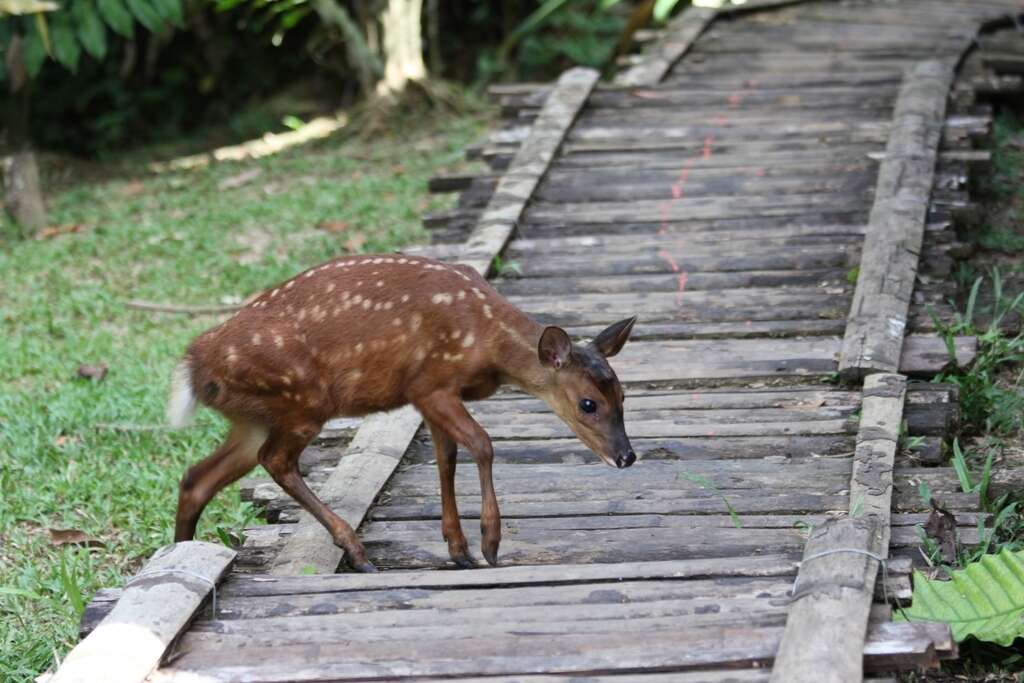 Image of South American Red Brocket