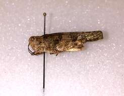 Trimerotropis occidentalis (Bruner & L. 1889) resmi