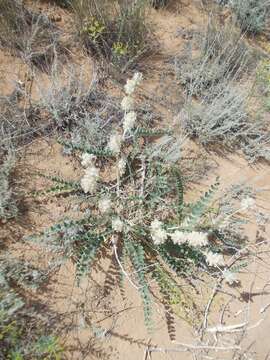 Imagem de Astragalus vulpinus Willd.