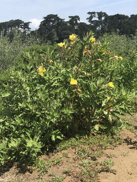 Oenothera elata Kunth的圖片