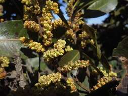 Image of Broad-leaved waxberry