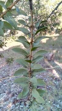 Image of Agarista buxifolia (Lam.) G. Don