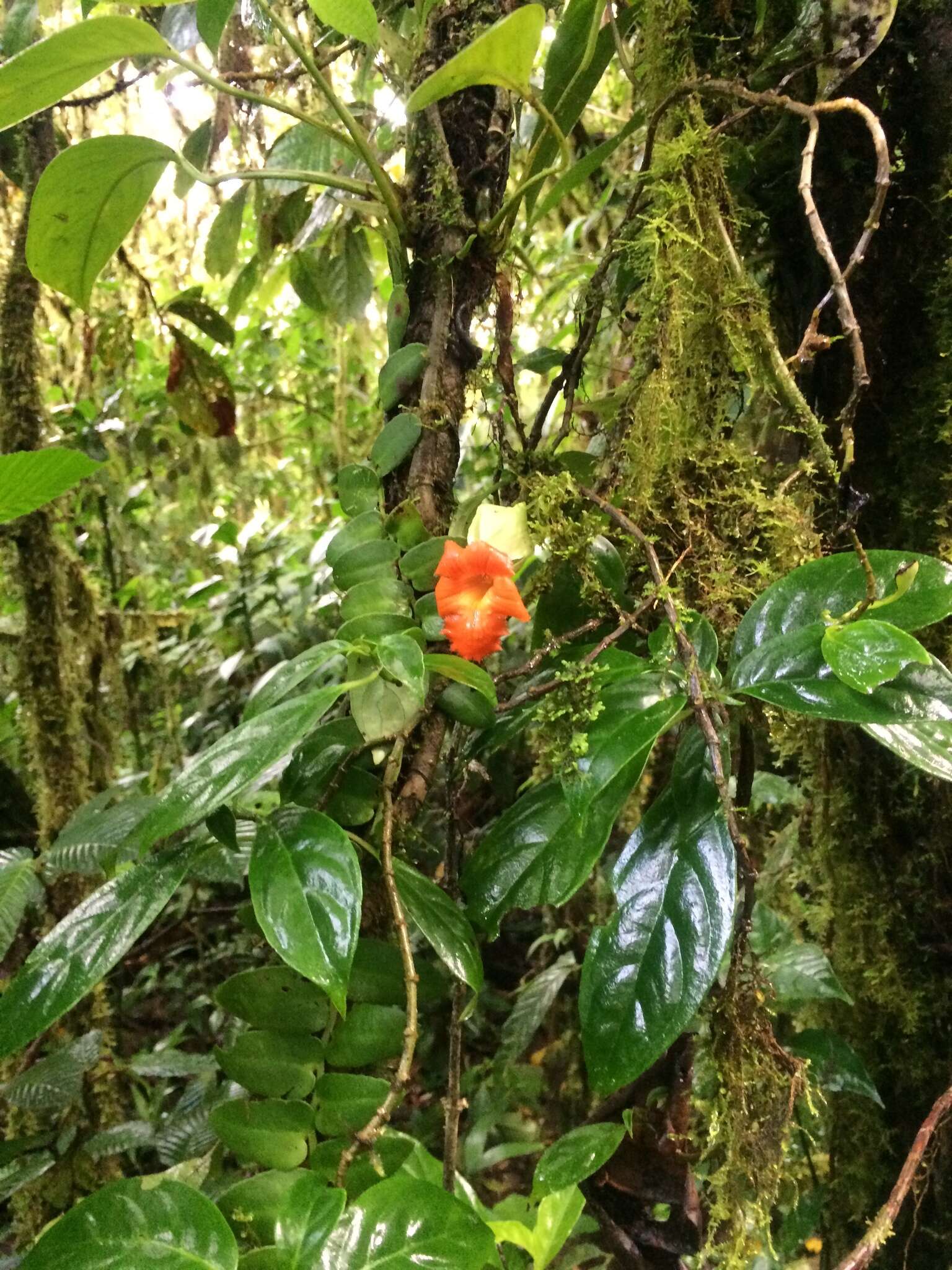 Image de Drymonia rubra C. V. Morton