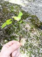 Viola edulis Spach resmi