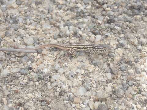 Image of Acanthodactylus erythrurus erythrurus (Schinz 1833)