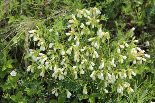 Image of Onosma simplicissima