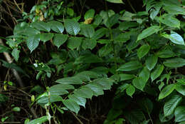 Image of Uncaria hirsuta Havil.