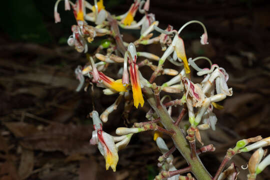 Imagem de Alpinia maclurei Merr.