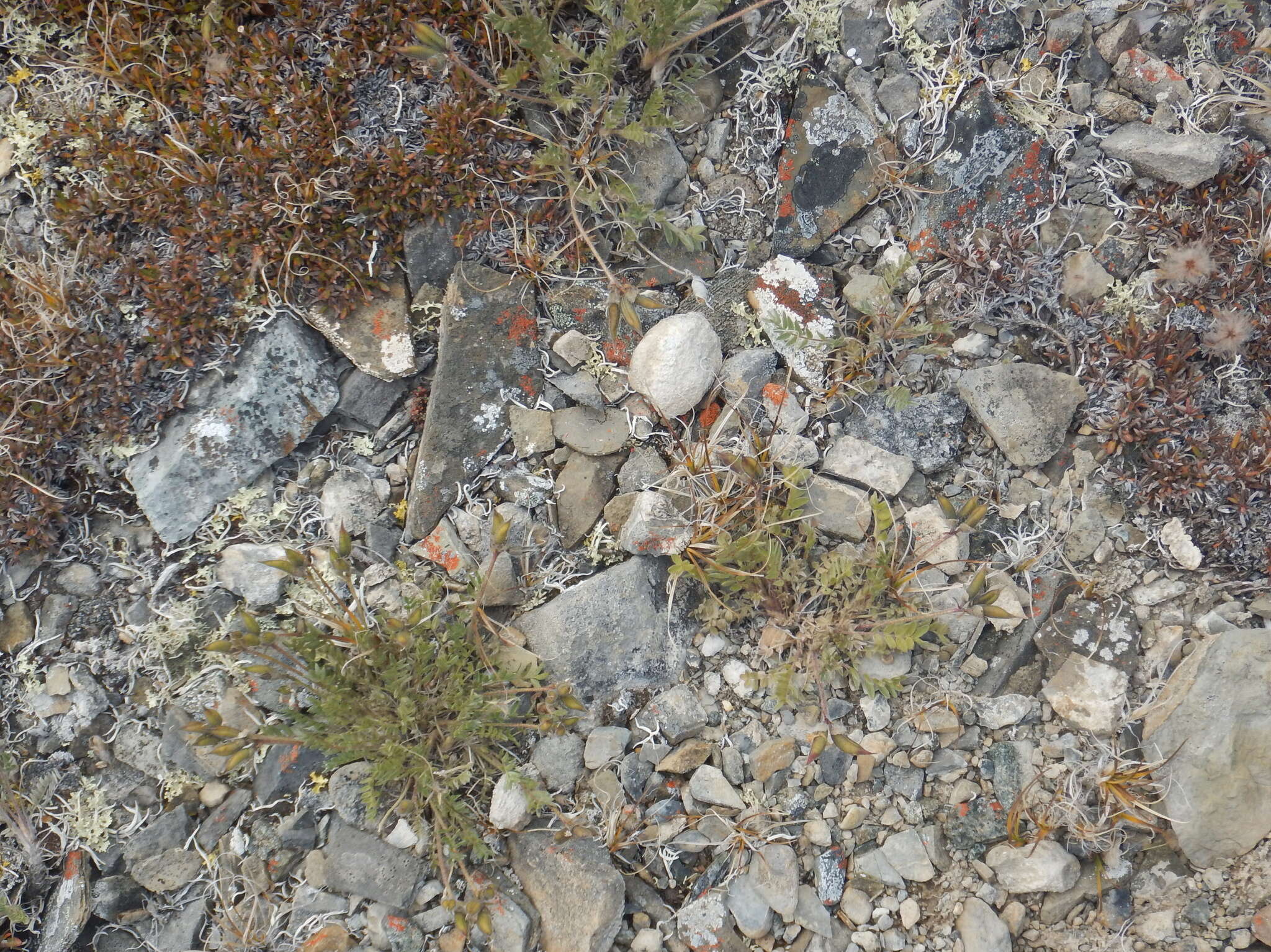 Image of arctic locoweed