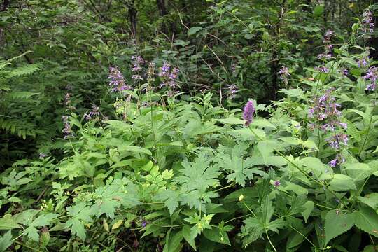 Imagem de Nepeta manchuriensis S. Moore