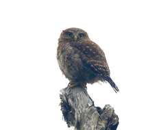 Image of Andean Pygmy Owl