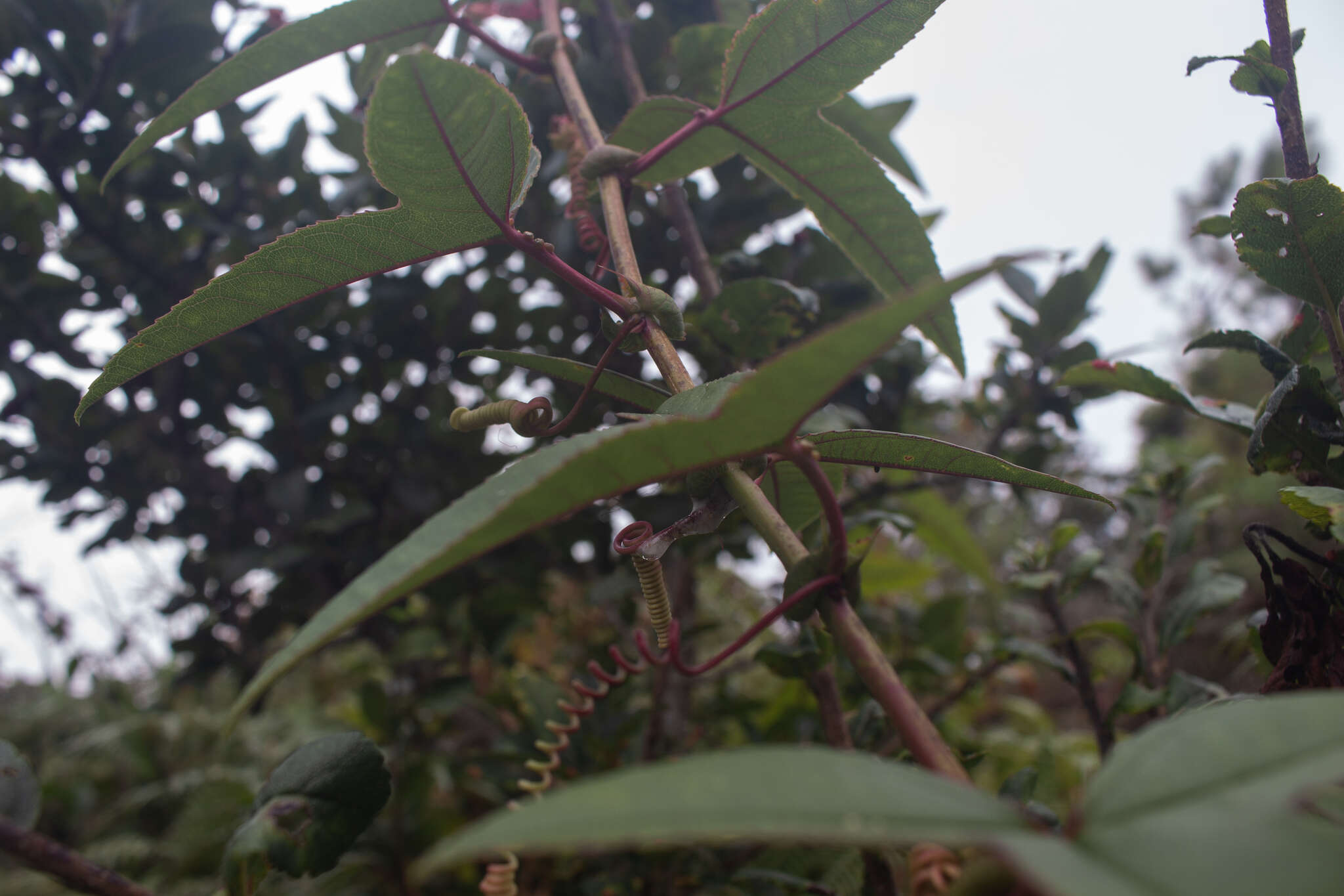 Слика од Passiflora cumbalensis var. goudotiana (Triana & Planchon) L. K. Escobar