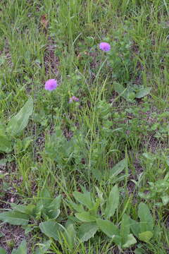 Image of Knautia illyrica Beck