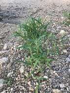 Image of Mexican panicgrass