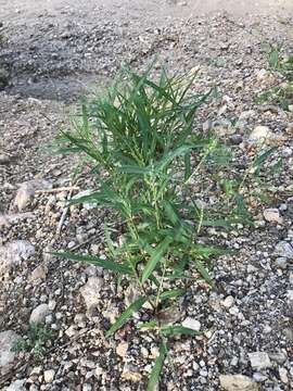 Image of Mexican panicgrass