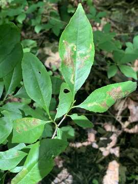 Image of Stigmella prunifoliella (Clemens 1861) Newton et al. 1982