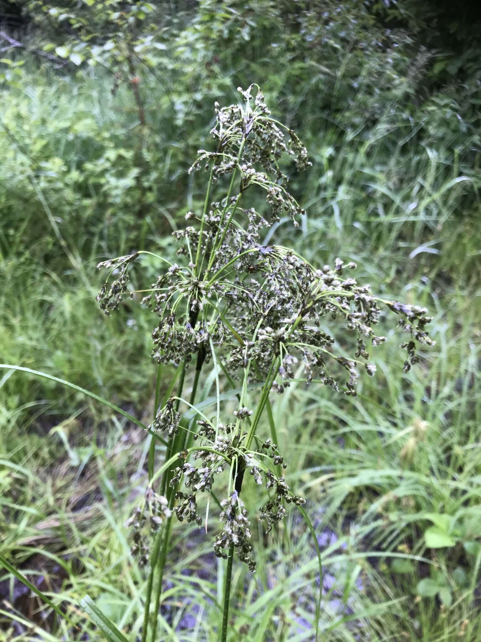 Sivun Scirpus atrocinctus Fernald kuva