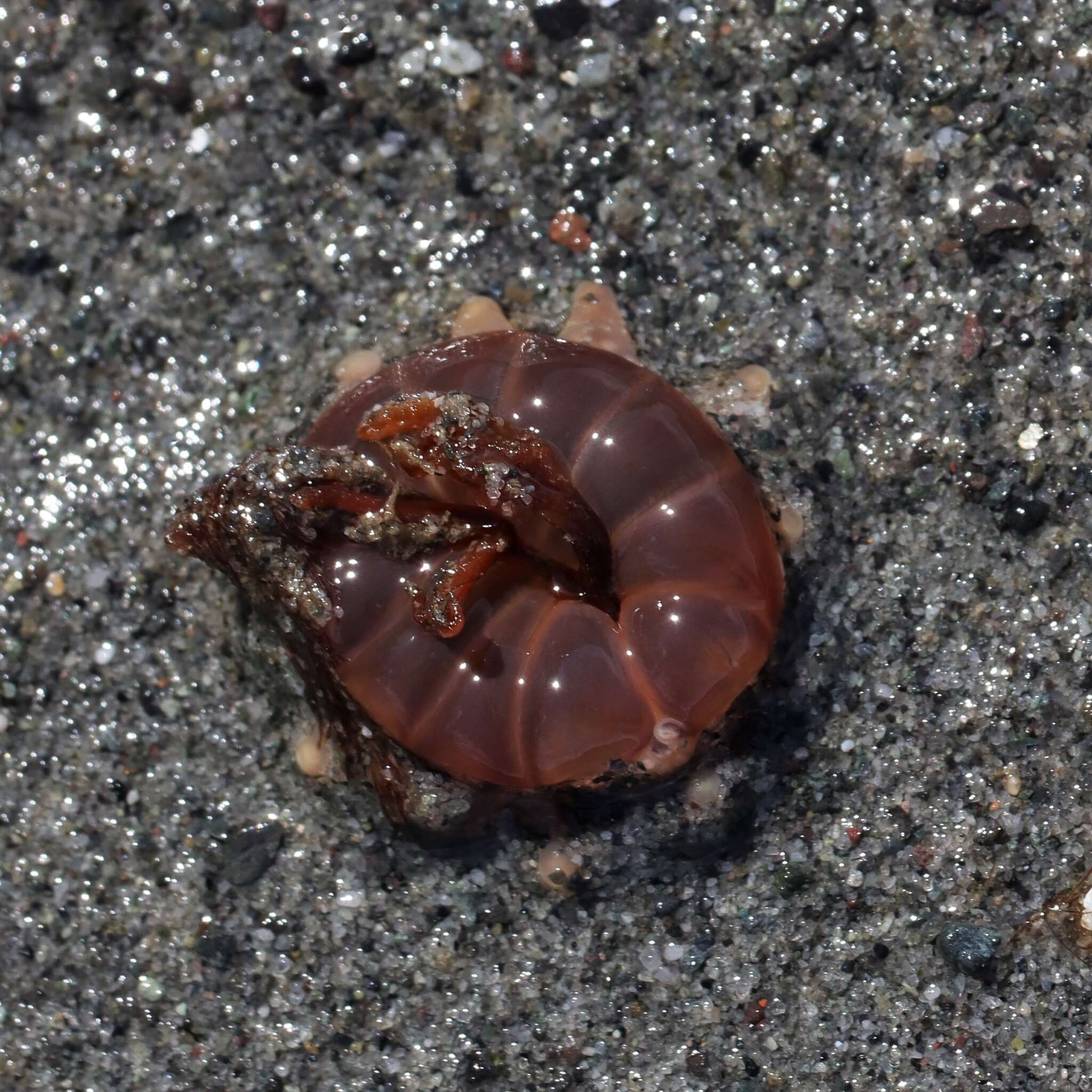 Image of 12-tentacle parasitic anemone