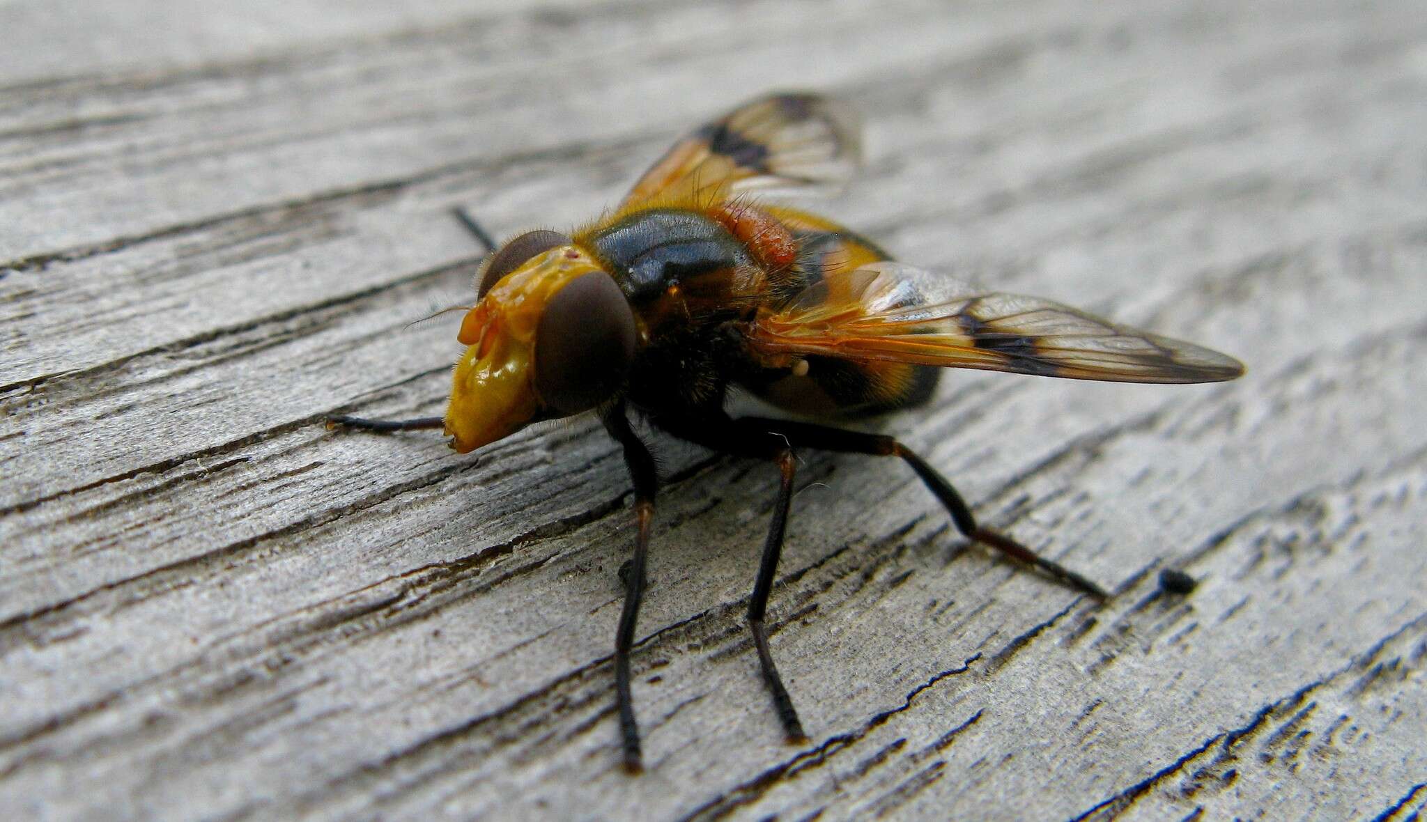 Image of Volucella inflata (Fabricius 1794)