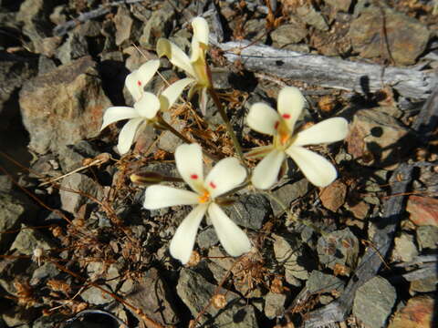 Image of Pelargonium nervifolium Jacq.