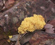 Image of Ramaria lorithamnus (Berk.) R. H. Petersen 1982