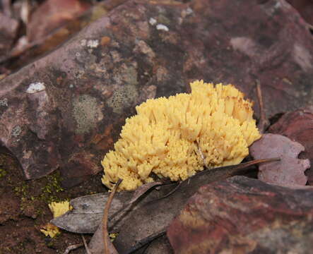 Image of Ramaria lorithamnus (Berk.) R. H. Petersen 1982