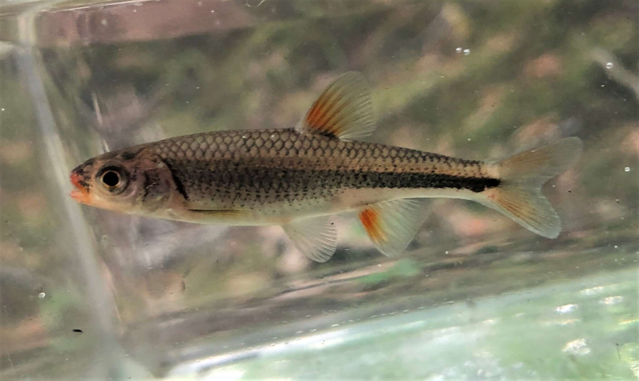 Слика од Notropis chiliticus (Cope 1870)