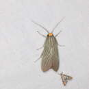 Image de <i>Haemanota fereunicolor</i> Toulgoët 1987