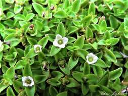 Imagem de Mitrasacme serpyllifolia R. Br.