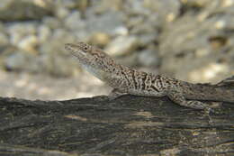 Anolis bonairensis Ruthven 1923 resmi