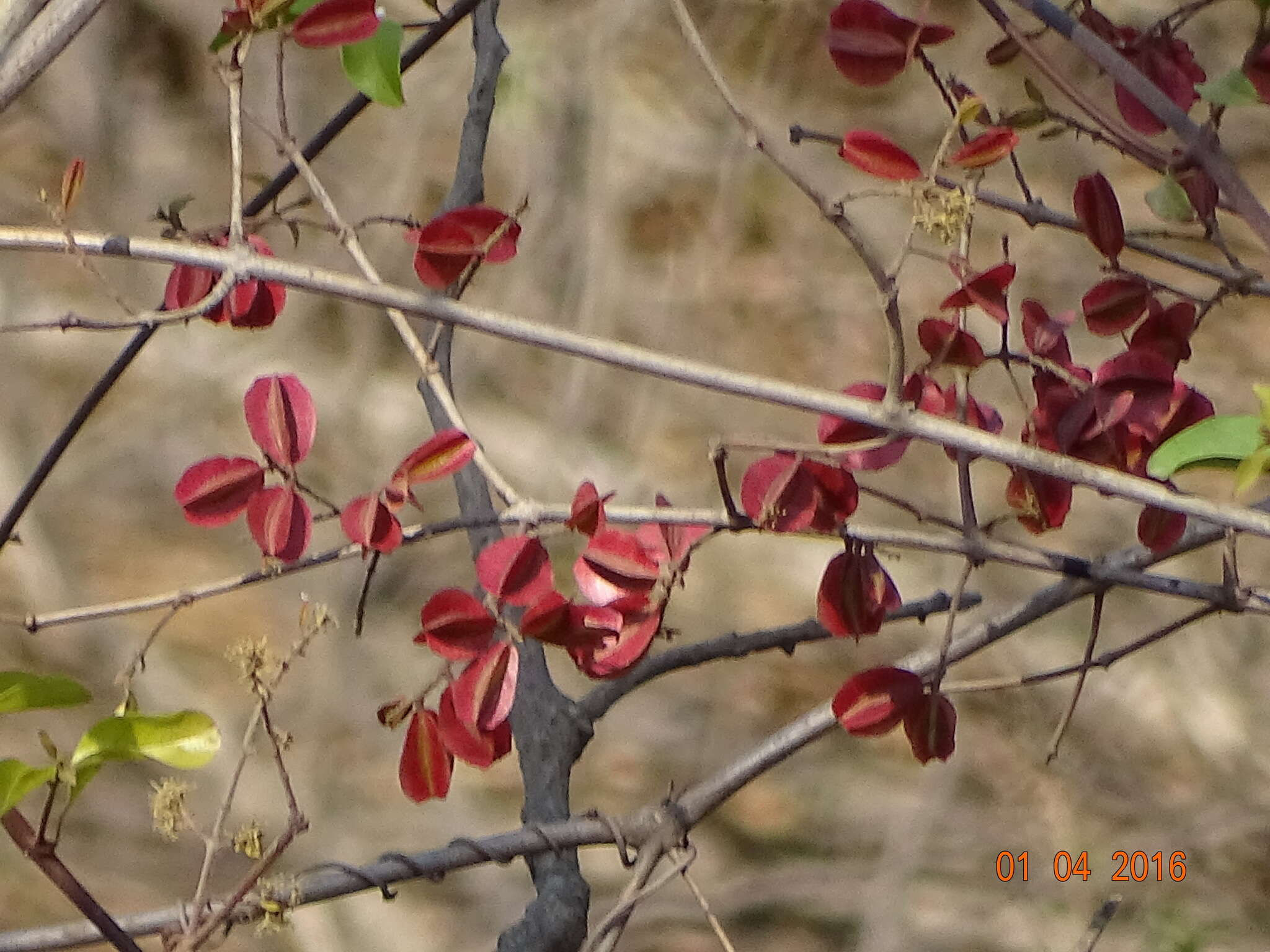 Image de Combretum albidum G. Don