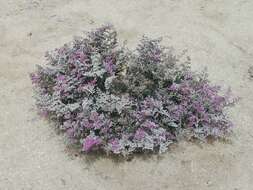 Imagem de Limonium axillare (Forsk.) O. Kuntze