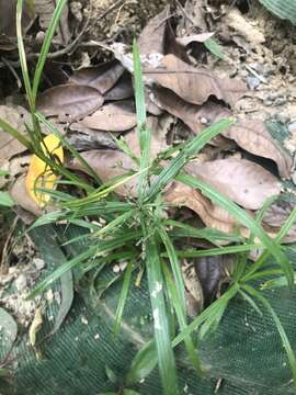 Image of Dwarf Umbrella Grass