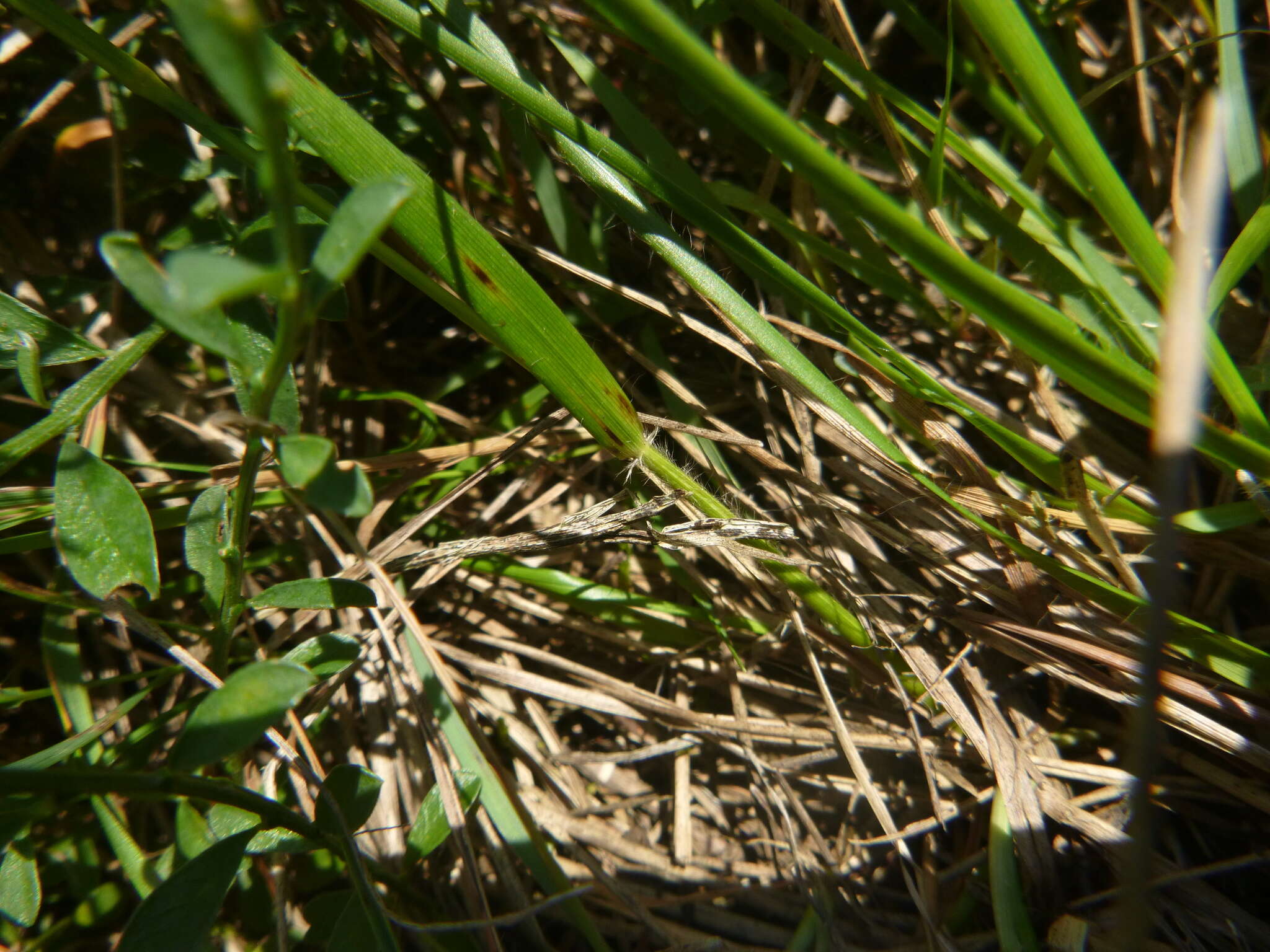 Слика од Danthonia decumbens (L.) DC.